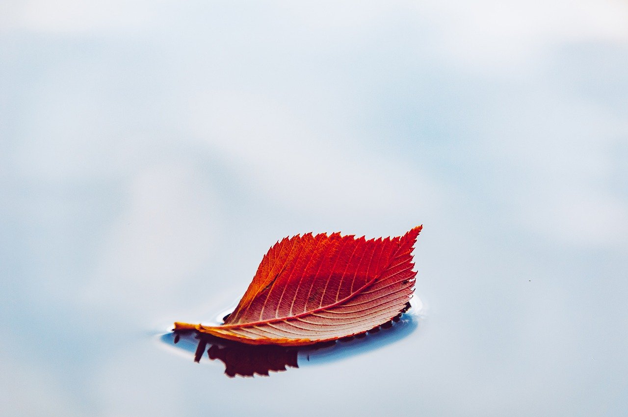 leaf, nature, autumn-6760484.jpg